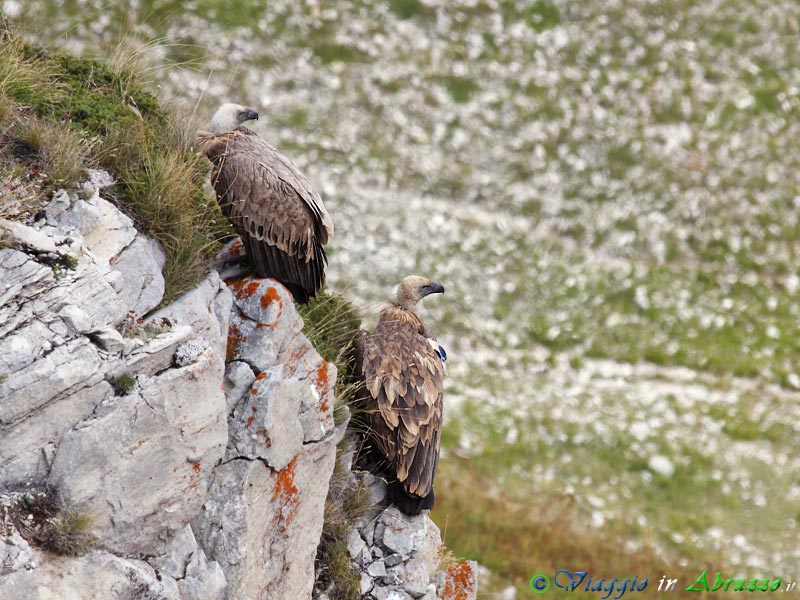 25-Grifone.jpg - Grifone (Gyps fulvus) - Griffon Vulture.