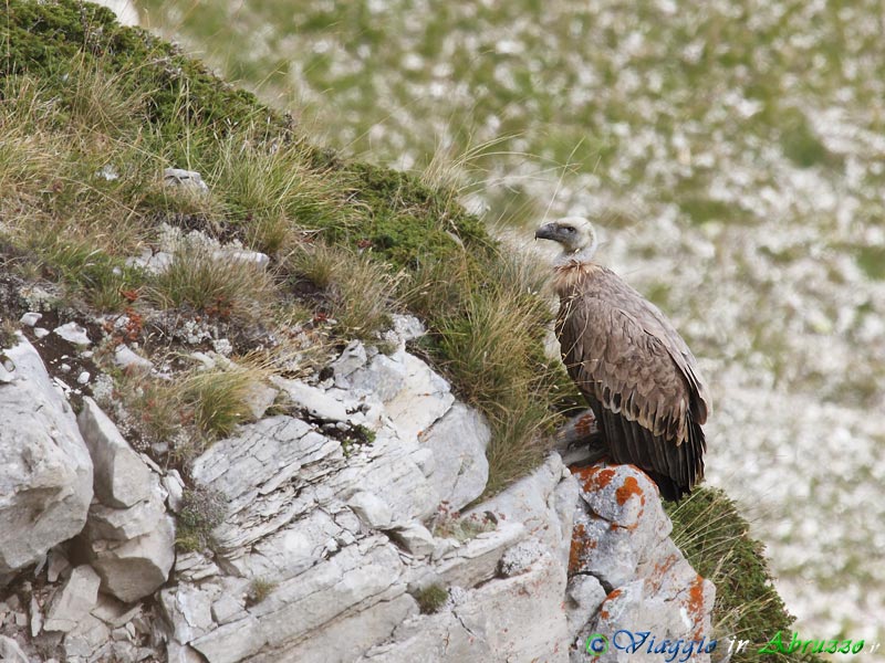 27-Grifone.jpg - Grifone (Gyps fulvus) - Griffon Vulture.