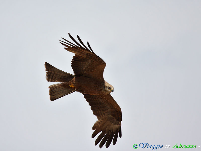 30-Nibbio bruno.jpg - Nibbio bruno (Milvus migrans) - Black Kite.