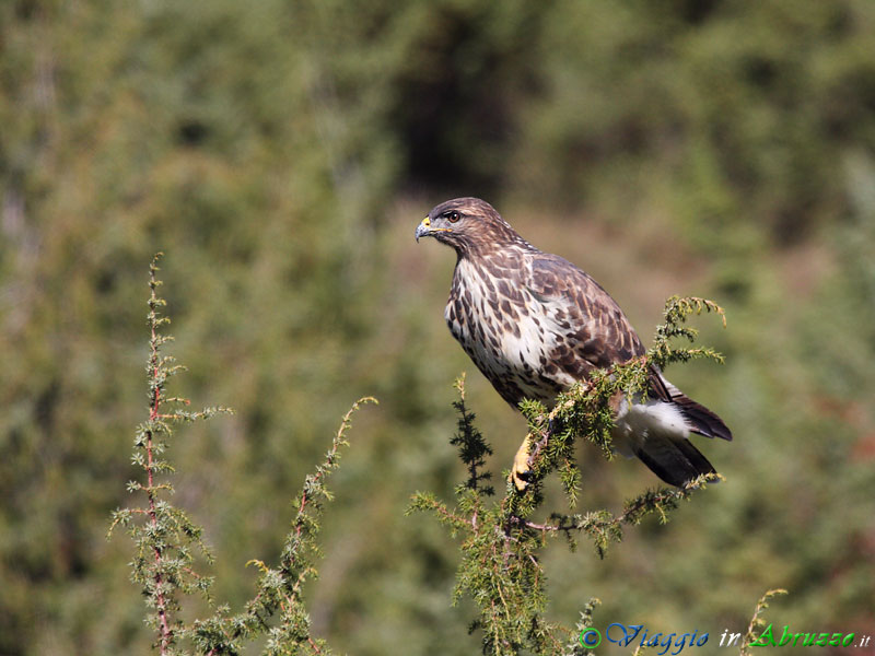 33-Poiana.jpg - Poiana (Buteo buteo) - Common Buzzard.