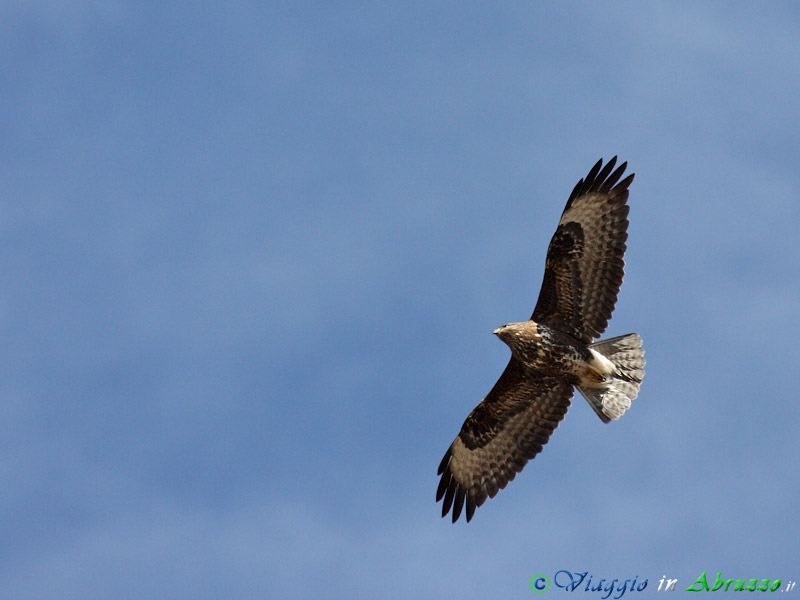 35-Poiana.jpg - Poiana (Buteo buteo) - Common Buzzard.