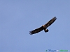 02-Aquila reale