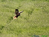 07-Falco di palude