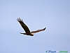 08-Falco di palude