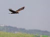 09-Falco di palude
