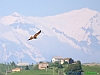 10-Falco di palude