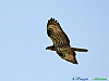 11-Falco pecchiaiolo
