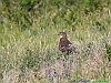 13-Falco pecchiaiolo