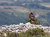 14-Falco pecchiaiolo