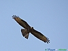15-Falco pecchiaiolo