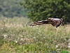 17-Falco pecchiaiolo