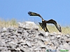 21-Falco pecchiaiolo