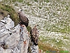 Uccelli accipitriformi 25-Grifone.jpg