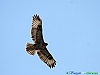 Uccelli accipitriformi 32-Poiana.jpg