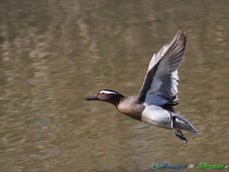 02 - Marzaiola.jpg - Marzaiola - (Anas sterpera) -Garganey-