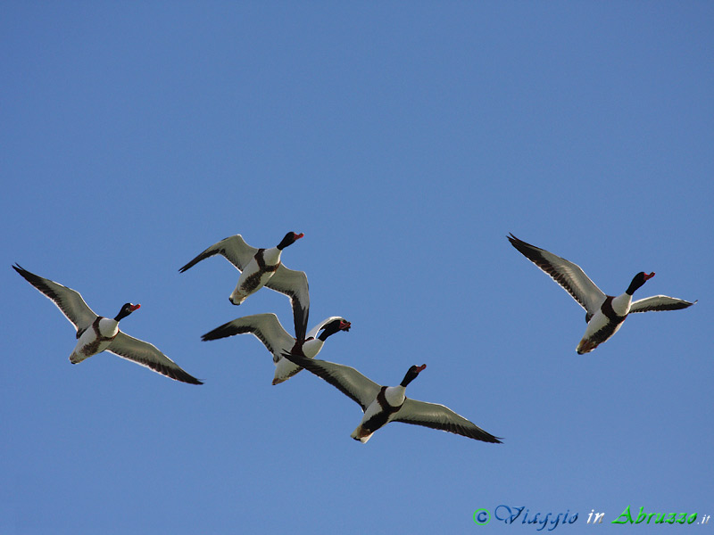 03 - Volpoca.jpg - Volpoca (Tadorna tadorna) -Common Shelduck-