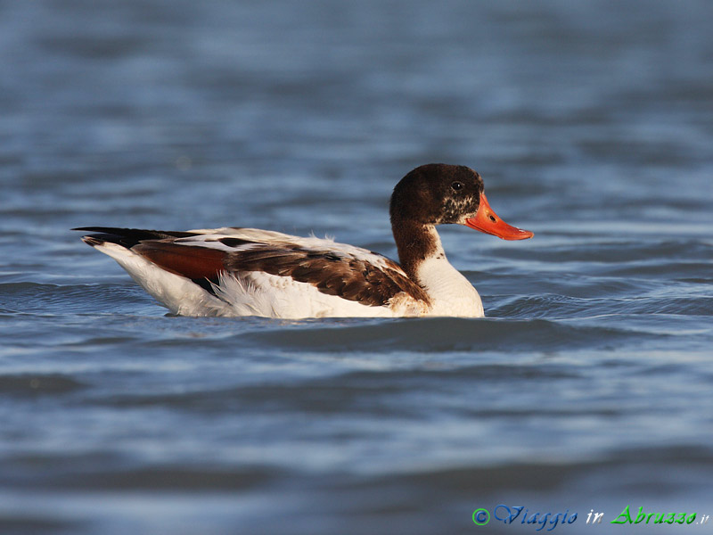07 - Volpoca.jpg - Volpoca (Tadorna tadorna) -Common Shelduck-