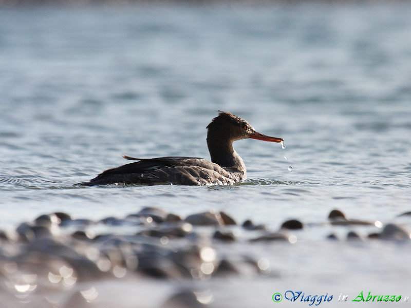10 - Smergo minore.jpg - Smergo minore (Mergus serrator) -Red breasted Merganser-