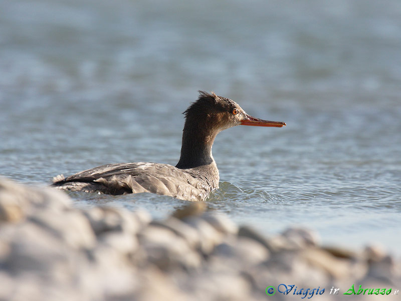 11 - Smergo minore.jpg - Smergo minore (Mergus serrator) -Red breasted Merganser-