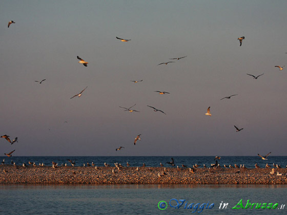Gabbiano reale (Larus michahellis) -Yellow-legged Gull-