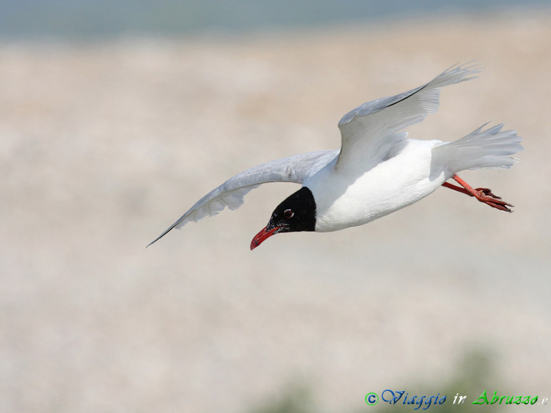 03 - Gabbiano corallino.jpg - Gabbiano corallino (Larus melanocephalus) -Mediterranean Gull-