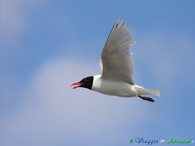 04 - Gabbiano corallino.jpg - Gabbiano corallino (Larus melanocephalus) -Mediterranean Gull-