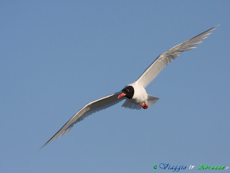 05 - Gabbiano corallino.jpg - Gabbiano corallino (Larus melanocephalus) -Mediterranean Gull-