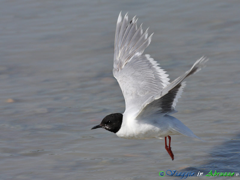 06 - Gabbianello.jpg - Gabbianello (Hydrocoloeus minutus) -Little gull-