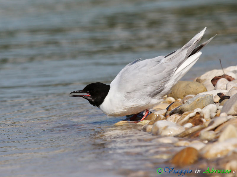 07 - Gabbianello.jpg - Gabbianello (Hydrocoloeus minutus) -Little gull-