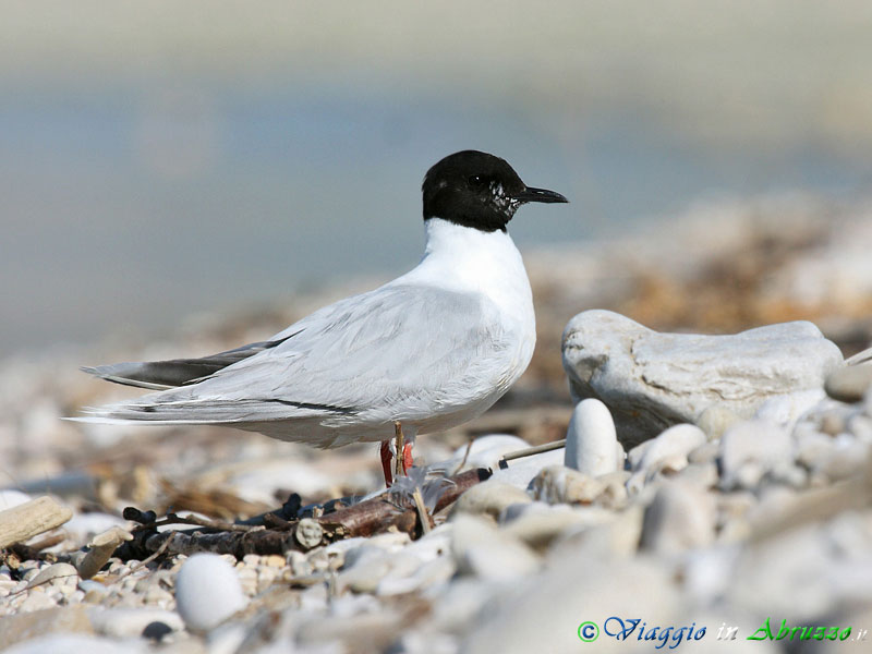 08 - Gabbianello.jpg - Gabbianello (Hydrocoloeus minutus) -Little gull-