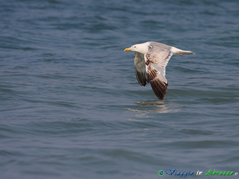 17 - Gabbiano reale.jpg - Gabbiano reale (Larus michahellis) -Yellow-legged Gull-