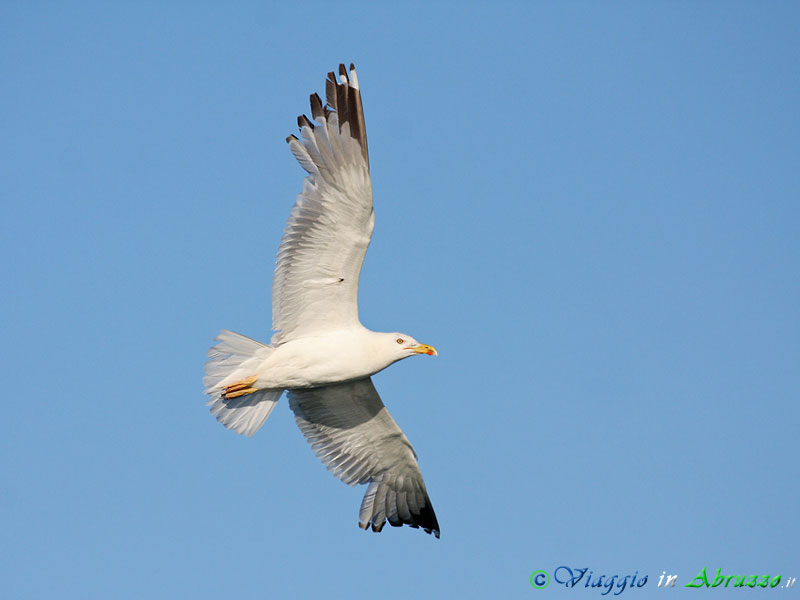18 - Gabbiano reale.jpg - Gabbiano reale (Larus michahellis) -Yellow-legged Gull-