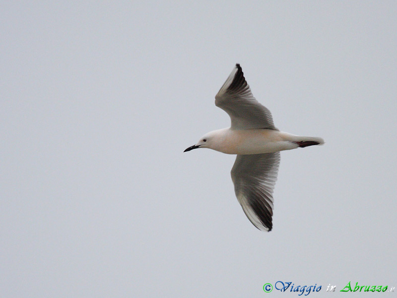 22 - Gabbiano roseo.jpg - Gabbiano roseo (Chroicocephalus genei) -Slender-billed Gull-