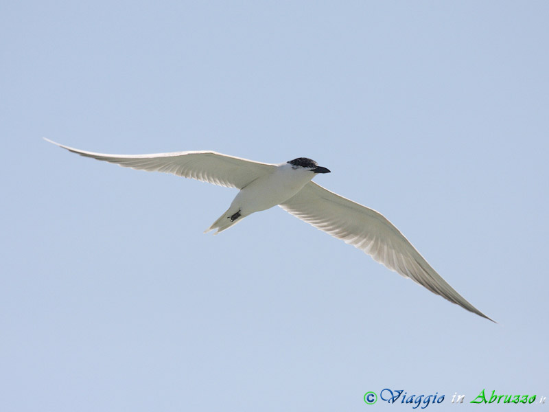 25 - Sterna zampenere.jpg - Sterna zampenere (Gelochelidon nilotica) -Gull-billed tern-