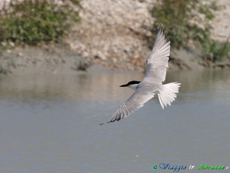28 - Sterna zampenere.jpg - Sterna zampenere (Gelochelidon nilotica) -Gull-billed tern-