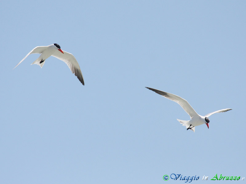 29 - Sterna maggiore.jpg - Sterna maggiore (Hydroprogne caspia) -Caspian tern-