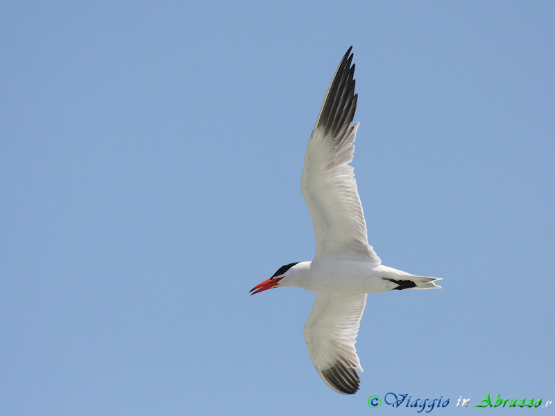 30 - Sterna maggiore.jpg - Sterna maggiore (Hydroprogne caspia) -Caspian tern-