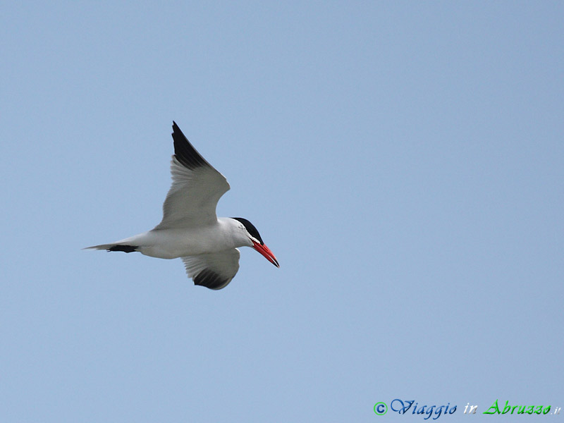 31 - Sterna maggiore.jpg - Sterna maggiore (Hydroprogne caspia) -Caspian tern-