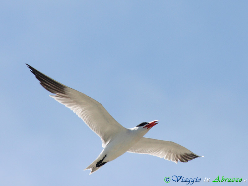 32 - Sterna maggiore.jpg - Sterna maggiore (Hydroprogne caspia) -Caspian tern-
