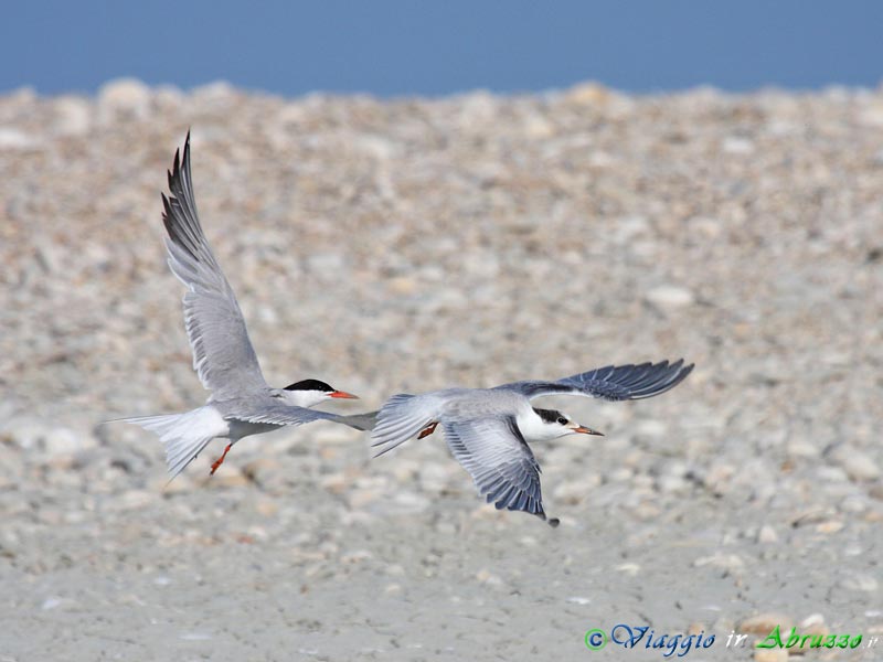 33 - Sterna comune.jpg - Sterna comune (Sterna hirundo) -Common tern-
