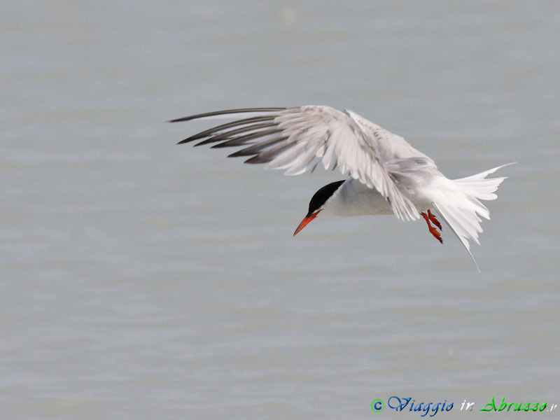 36 - Sterna comune.jpg - Sterna comune (Sterna hirundo) -Common tern-
