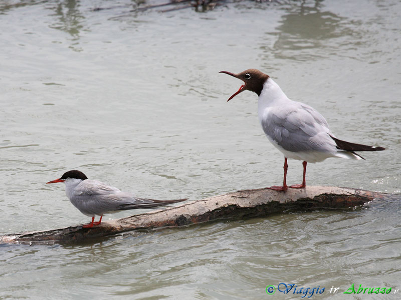 37 - Sterna comune.jpg - Sterna comune (Sterna hirundo) -Common tern-