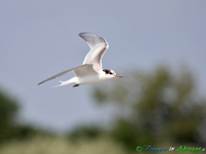 38 - Sterna comune.jpg - Sterna comune (Sterna hirundo) -Common tern-