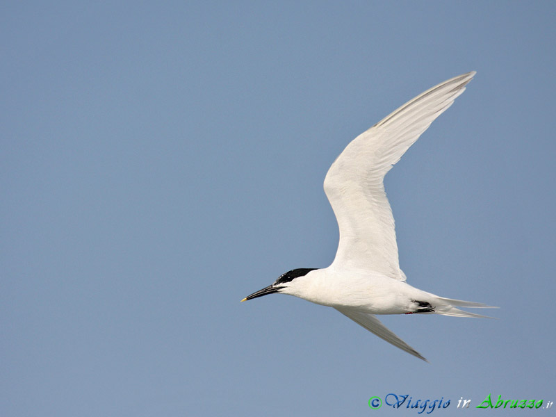 39 - Beccapesci.jpg - Beccapesci (Sterna sandvicensis) -Sandwich tern-