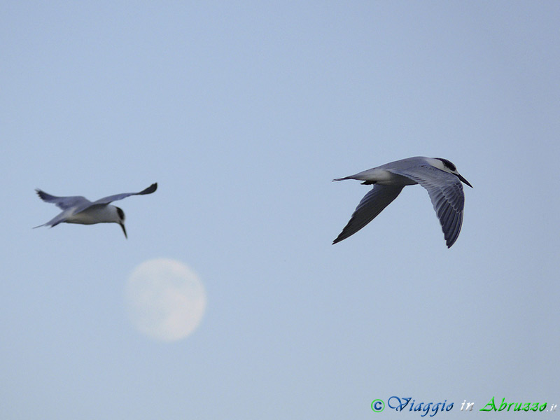 40 - Beccapesci.jpg - Beccapesci (Sterna sandvicensis) -Sandwich tern-