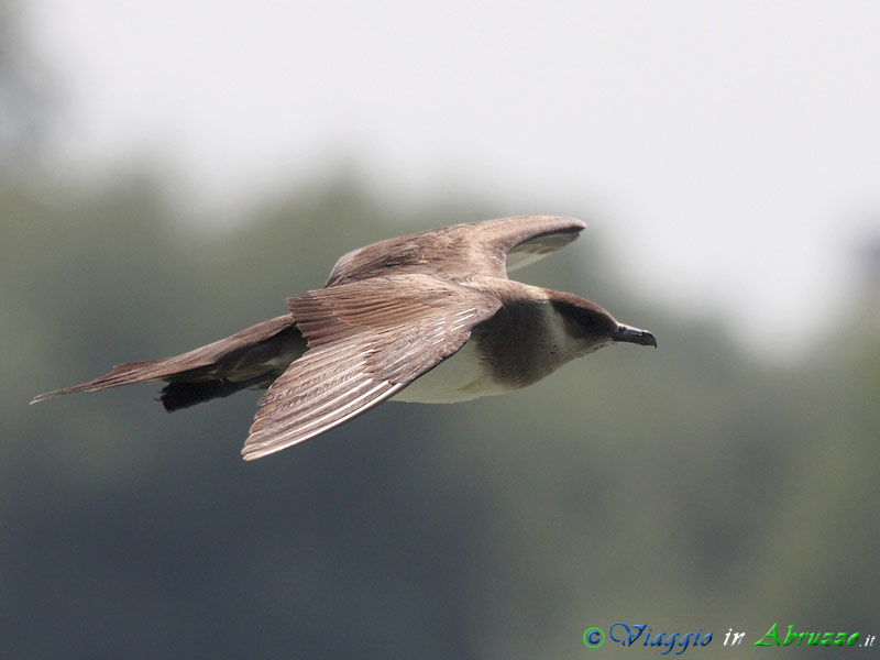 44 - Labbo.jpg - Labbo (Stercorarius parasiticus) -Artic skua-