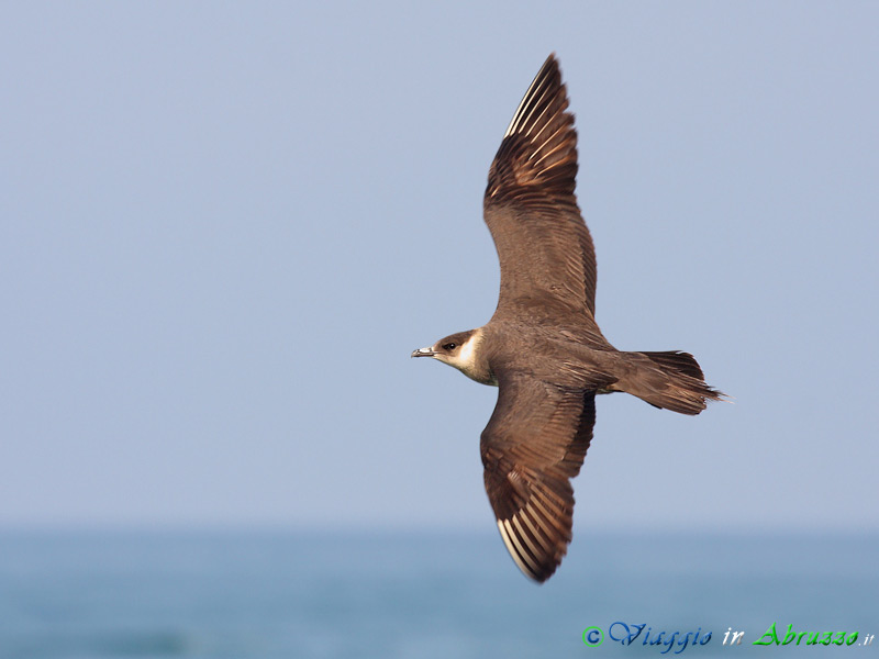 45 - Labbo.jpg - Labbo (Stercorarius parasiticus) -Artic skua-