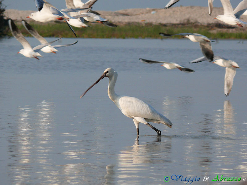 01 - Spatola.jpg - Spatola (Platalea leucorodia) -Spoonbill-