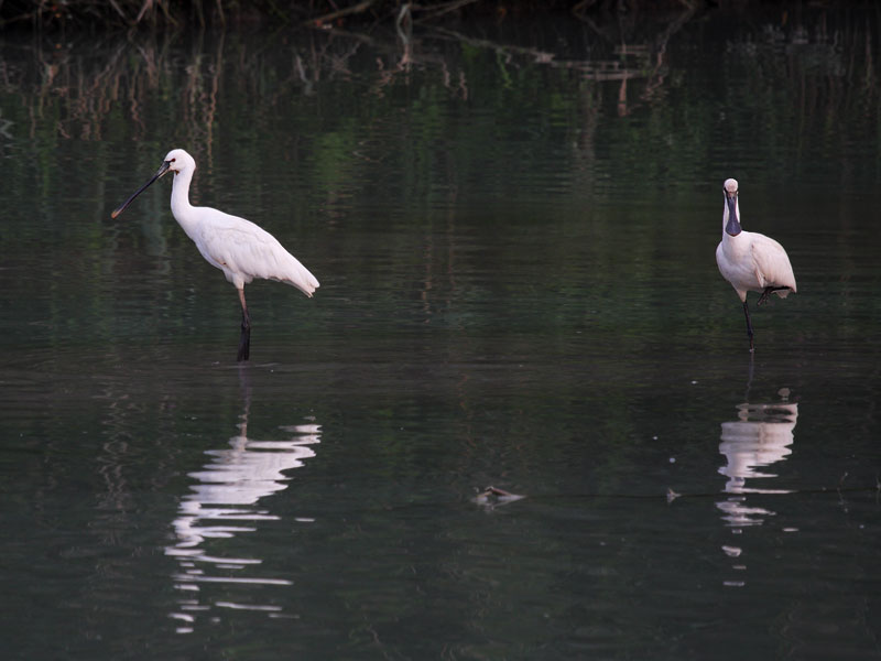02 - Spatola.jpg - Spatola (Platalea leucorodia) -Spoonbill-