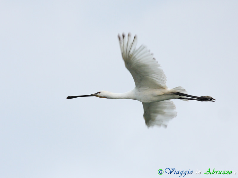 03 - Spatola.jpg - Spatola (Platalea leucorodia) -Spoonbill-